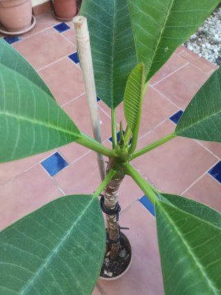 Plumeria planta en maceta