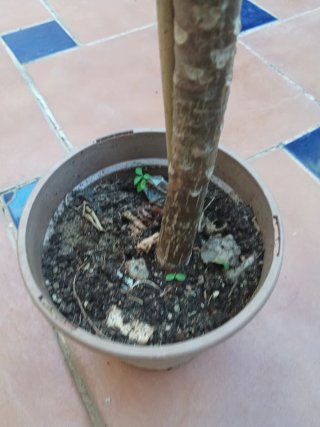 Plumeria planta en maceta
