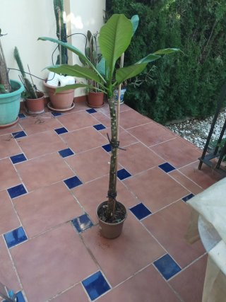 Plumeria planta en maceta