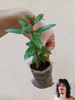Piantina di melograno
