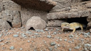 Cueva refugio artesanal para reptiles Talla L