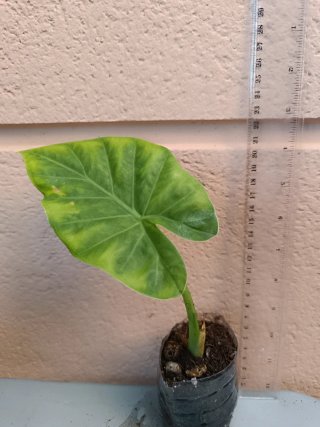 Alocasia odora (Marquesa)