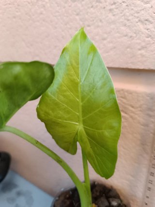 Alocasia odora (Marquesa)