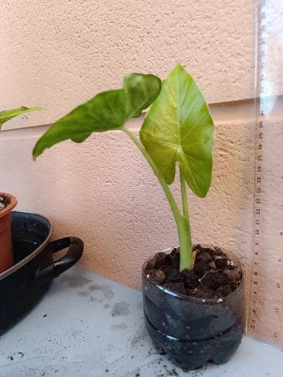 Alocasia odora (Marquesa)