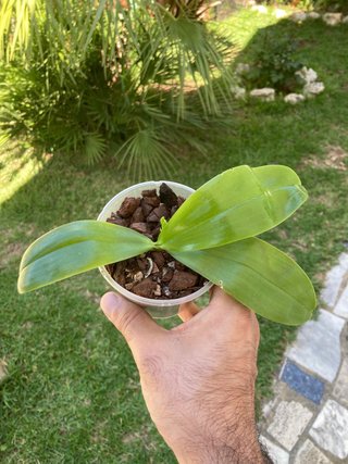Phalaenopsis violacea var. Blue floreciendo