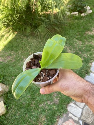 Phalaenopsis violacea var. Blue floreciendo