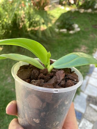 Phalaenopsis violacea var. Blue floreciendo