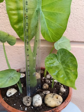 Alocasia odora (Marquesa)