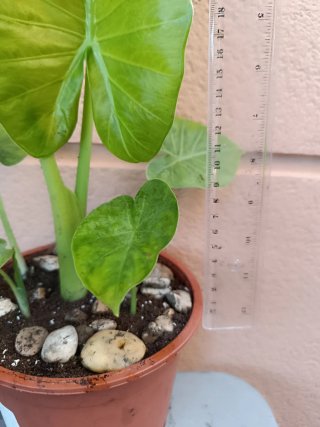 Alocasia odora (Marquesa)