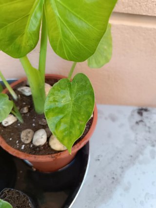 Alocasia odora (Marquesa)