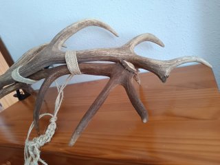 Cuernos Ciervo Resina Decoración