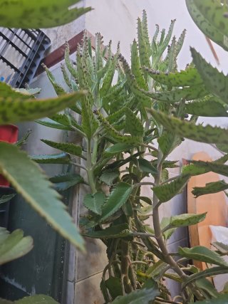 Planta de jardín Kalanchoe Daigremontiana
