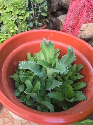 Planta de jardín Kalanchoe Daigremontiana