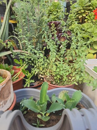 Planta de jardín Kalanchoe Daigremontiana