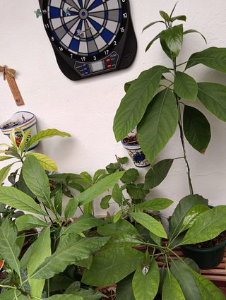 Plantas de aguacate de dos años.