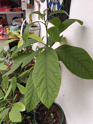 Plantas de aguacate de dos años.