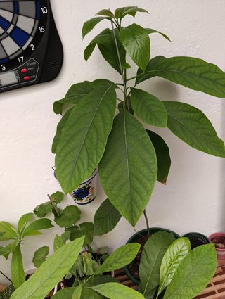 Plantas de aguacate de dos años.