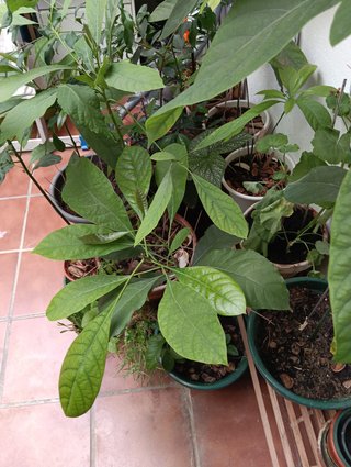 Plantas de aguacate de dos años.