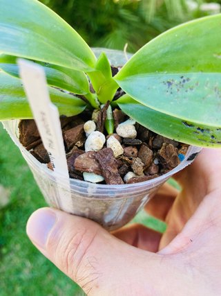 Phalaenopsis pulchra