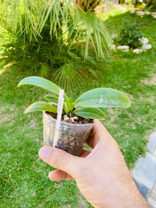 Phalaenopsis pulchra