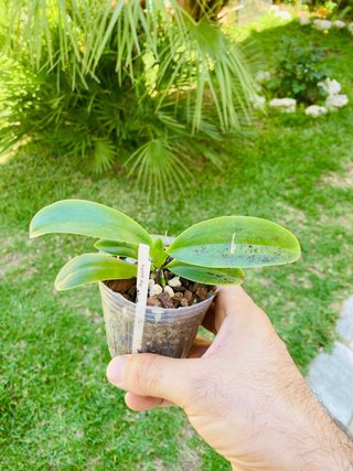 Phalaenopsis pulchra