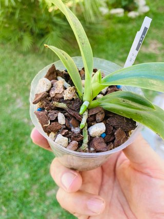 Phalaenopsis pulchra