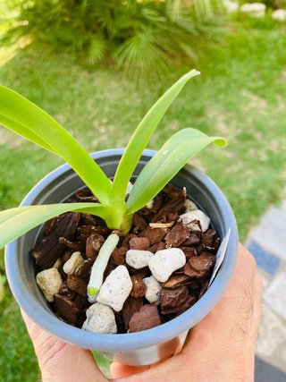 Phalaenopsis hygrochila