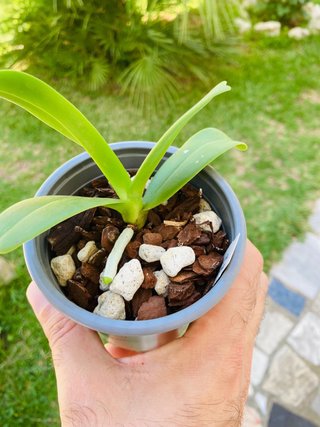 Phalaenopsis hygrochila