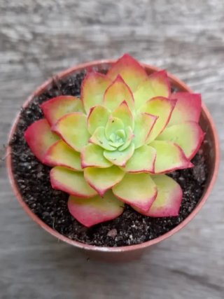 6 esquejes Sedum palmeri