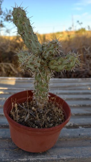 Cactus Cholla Ramificado (Cylindropuntia)