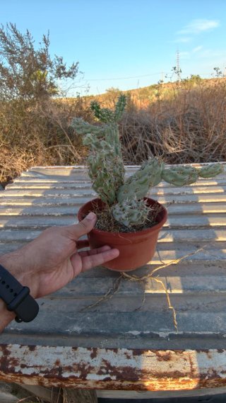 Cactus Cholla Monstruoso (Cylindropuntia)