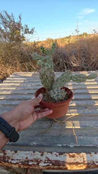 Cactus Cholla Monstruoso (Cylindropuntia)