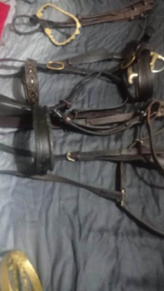 Lote arreos caballo