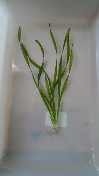 Planta de acuario .