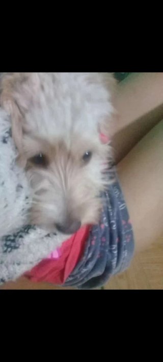 - Alojamiento de mascotas