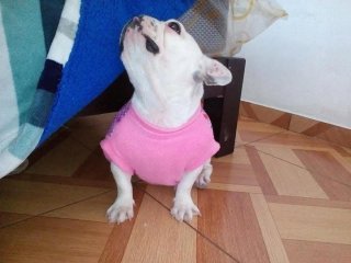 - Alojamiento de mascotas