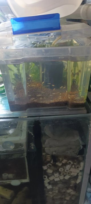 Acuario pecera completo