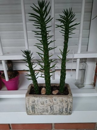 Maceta con 3 cactus