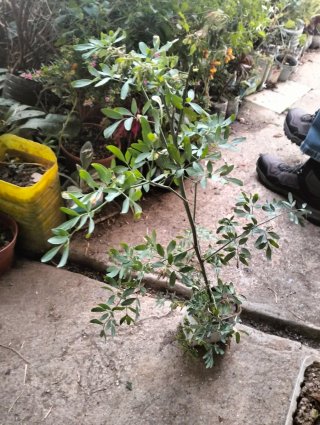 Planta de Ruda alta.