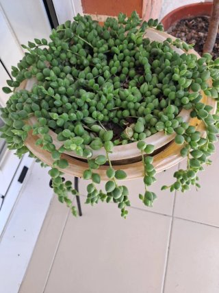 Planta Rosario (Senecio rowleyanus)