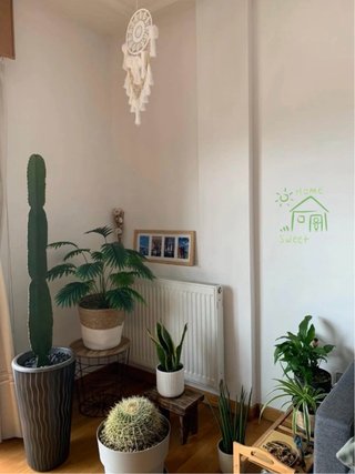 ¡Salva tus plantas estas vacaciones!