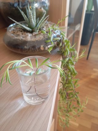 Planta colgante exótica en agua