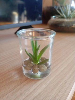 Sansevieria cilíndrica en agua