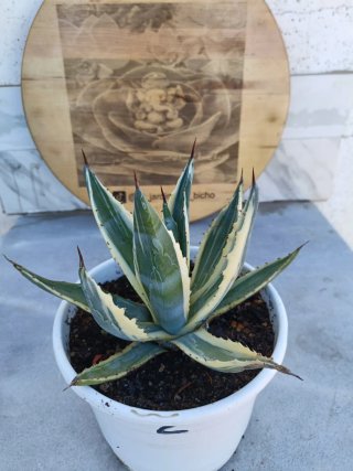 Agave americana variegata #2