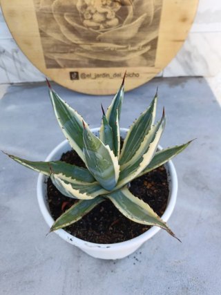 Agave americana variegata #2