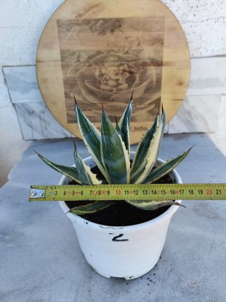 Agave americana variegata #2
