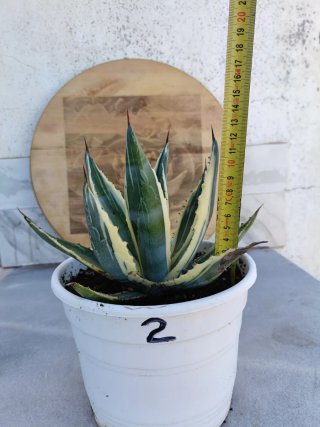 Agave americana variegata #2