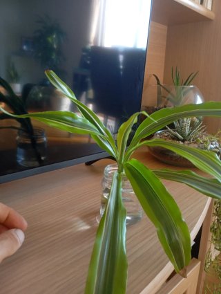 Drácena de interior en agua