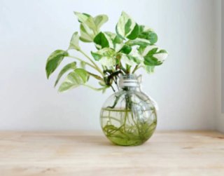 Planta Cinta (Malamadre) en Agua