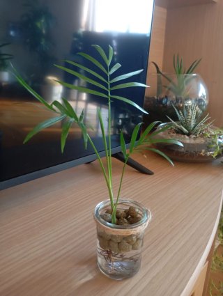 Planta Cinta (Malamadre) en Agua